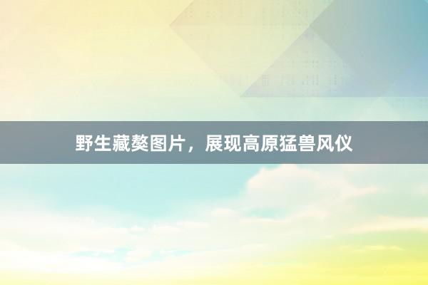 野生藏獒图片,展现高原猛兽风仪